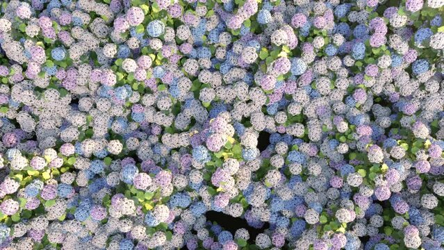 Slow motion Aerial view of hydrangea flowers in the garden with sunrise background. 3D animation. 