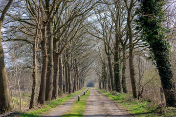 Nature path through the trees along the side in winter, The Pieterpad is a long distance walking route in the Netherlands, The trail runs from northern part of Groningen to end in south of Maastricht.