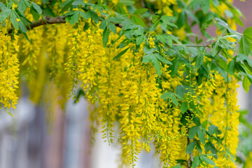 Selective focus of blossoms Laburnum anagyroides (Golden chain or Golden rain) is a species in the subfamily Faboideae, Yellow flowers swag down on the tree with green leaves, Nature floral background