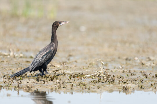 Little Black Cormorant Bird