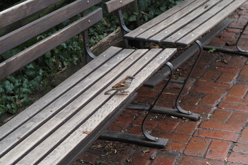 The bird is sitting quietly on this bench asit decides its next move. - Powered by Adobe