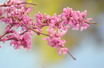 Spring pink blossom in daylight