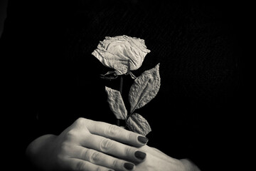 A close-up of a woman's hands holding a dried rose in black and white
