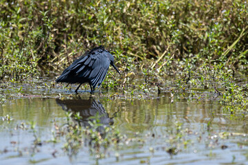 Egretta ardesiaca - Black Heron - Aigrette ardoisée