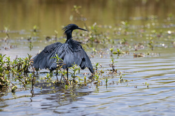 Egretta ardesiaca - Black Heron - Aigrette ardoisée
