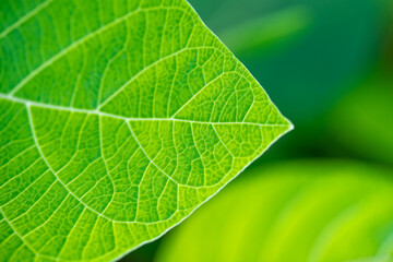 Fototapeta na wymiar Bright green leaf background closeup. Fresh natural tropical plant texture macro. Nature pattern. Selective focus. Summer season wallpaper. Horizontal photo.