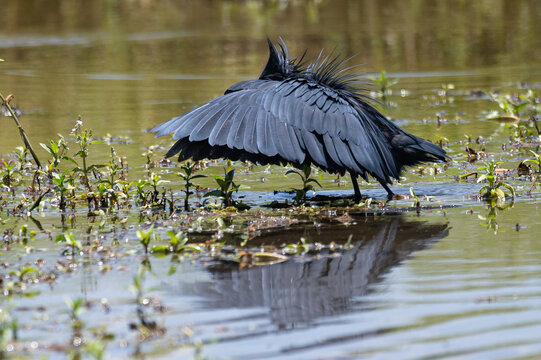Egretta ardesiaca - Black Heron - Aigrette ardois&eacute;e
