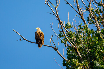 White tailed Sea Eagle in the Danube Delta
