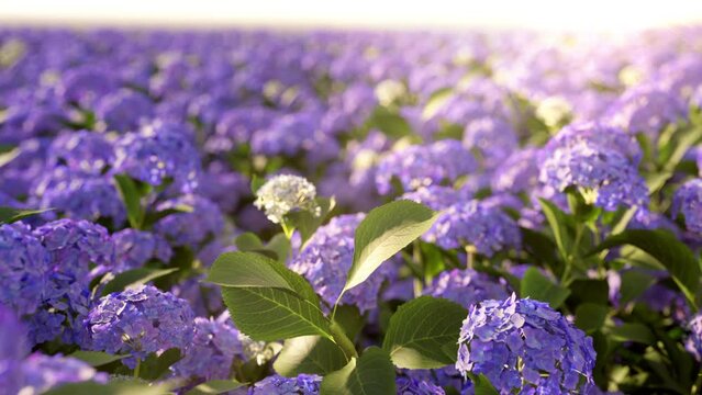 Slow motion Closeup purple hydrangea flowers in the garden with sunrise background. 3D animation. Dolly camera