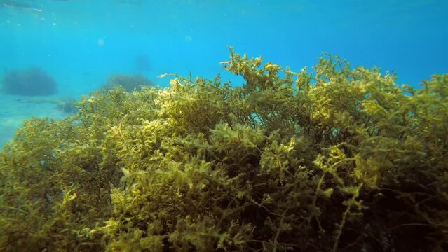 Beautiful underwater landscape: brown algae swaying against a background of blue water column.