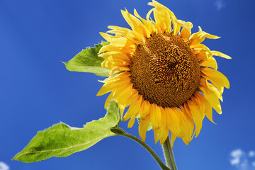 Sunflower over blue sky
