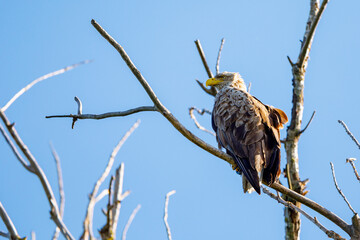 White tailed Sea Eagle in the Danube Delta