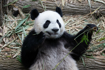 Obraz premium Close up Cute Panda in Singapore Zoo