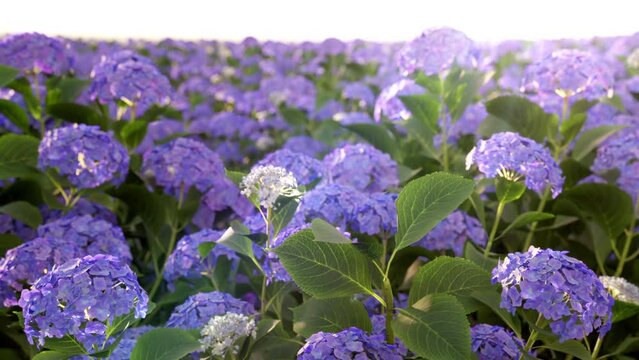 Slow motion Closeup purple hydrangea flowers in the garden with sunrise background. 3D animation. Dolly camera.	