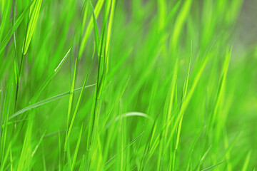 Fresh bright green grass in blur. Plants in the meadow. Spring Easter summer.