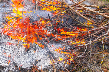 the ashes and the fire of the fire. Burning dry twigs and garbage, disposal of garden waste