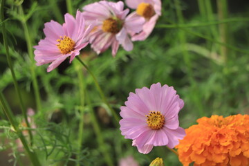 Purple, pink, red, cosmos flowers in the garden with blue sky and clouds background in vintage style soft focus.