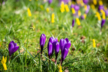 Purple Crocus Flowers in the Spring Sunshine