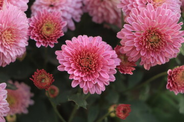 A close up photo of a bunch of dark pink chrysanthemum flowers with yellow centers and white tips on their petals.