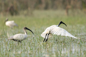 Black-headed ibis