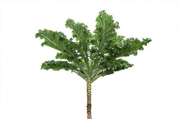 Obraz premium Kale plant, Kale leaf vegetable isolated on white background.