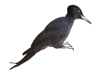 Female of Black Woodpecker  (Dryocopus martius), PNG, isolated on transparent Background