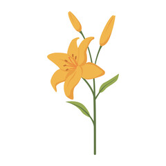 Lily flower with blossoms isolated