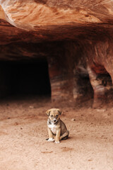 Stray puppy dog in the ancient city of Petra in Jordan