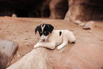 Stray puppy dog in the ancient city of Petra in Jordan