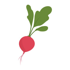 Fresh organic vegetable radish isolated