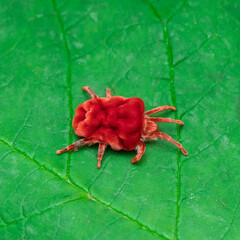 red beetle on a green leaf