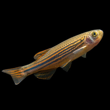 Assam Danio fish