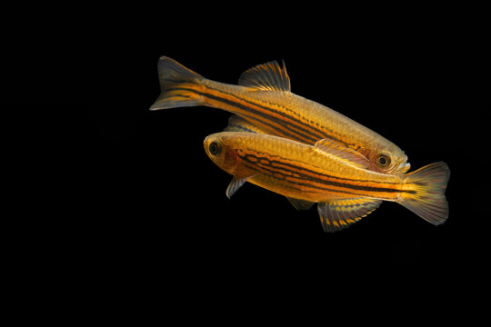 Assam Danio fish