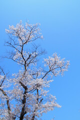 青空と満開の桜