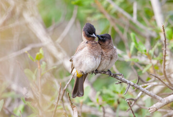 The dark-capped bulbul (Pycnonotus tricolor) is a member of the bulbul family of passerine birds. It is found in central, eastern and south-eastern Africa