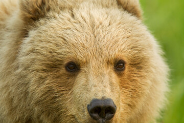 Brown Bear taken in Alaska