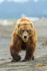 Obraz premium Brown Bear taken in Alaska