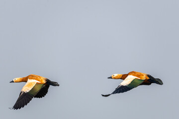 The ruddy shelduck