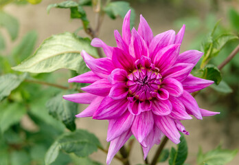 Obraz premium Beautiful bud of dahlia break out