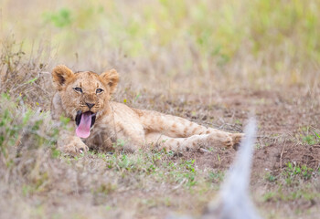 There is a very tight bond between lioness and her cubs in Africa.