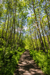 path in the woods - 01