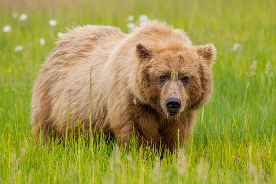 Coastal Brown Bear, Grizzly Bear taken in Lake Clark Alaska