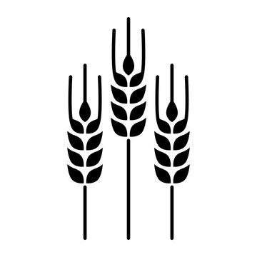 Wheat and agriculture isolated icon