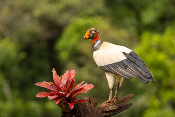 King Vulture taken in central Costa Rica