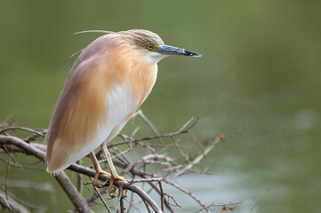 Crabier chevelu - Ardeola ralloides - Squacco Heron
