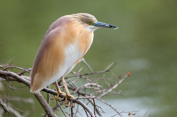 Crabier chevelu - Ardeola ralloides - Squacco Heron