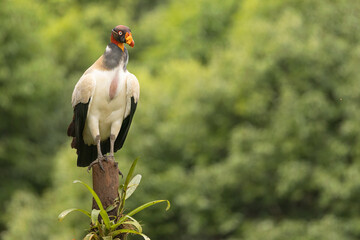 King Vulture taken in central Costa Rica