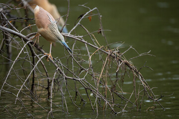 Crabier chevelu - Ardeola ralloides - Squacco Heron