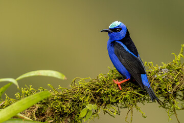 Red-legged Honeycreeper male taken in central Costa Rica