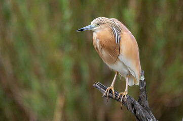 Crabier chevelu - Ardeola ralloides - Squacco Heron